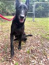 adoptable Dog in hilton head island, SC named Gothel