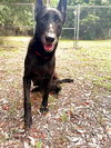 adoptable Dog in , SC named Gothel