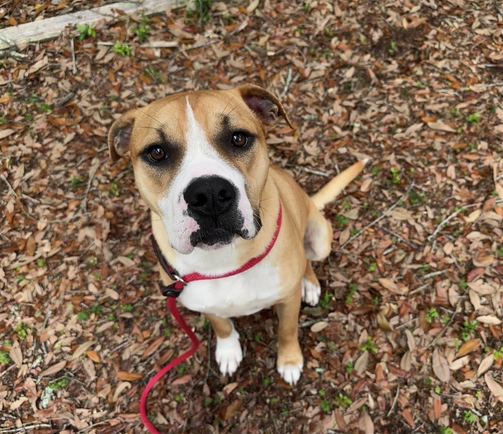 adoptable Dog in Hilton Head Island, SC named Wilson