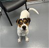 adoptable Dog in  named Cricket