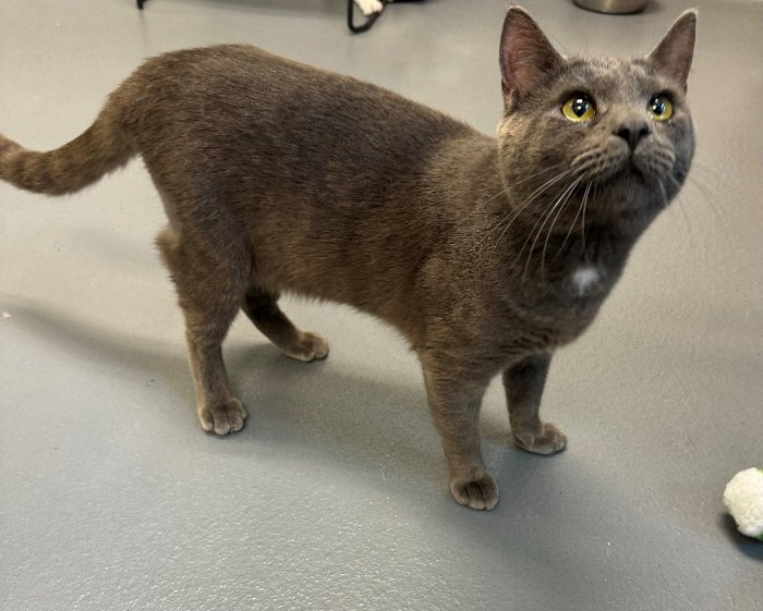 adoptable Cat in Hilton Head Island, SC named Clint