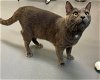 adoptable Cat in , SC named Clint