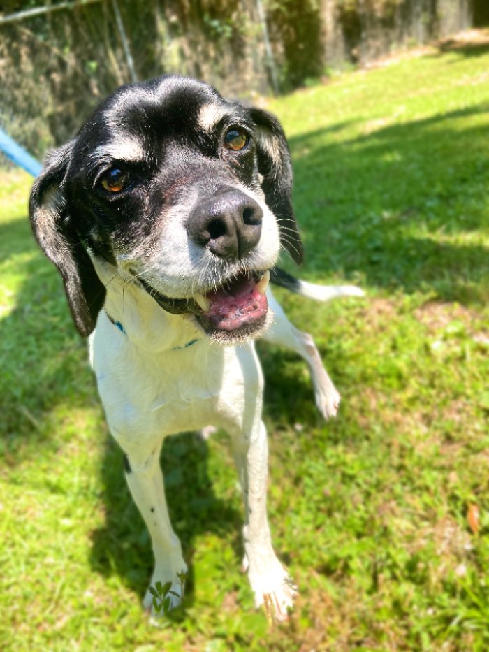 adoptable Dog in Hilton Head Island, SC named Maisey