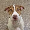 adoptable Dog in  named Milky Way