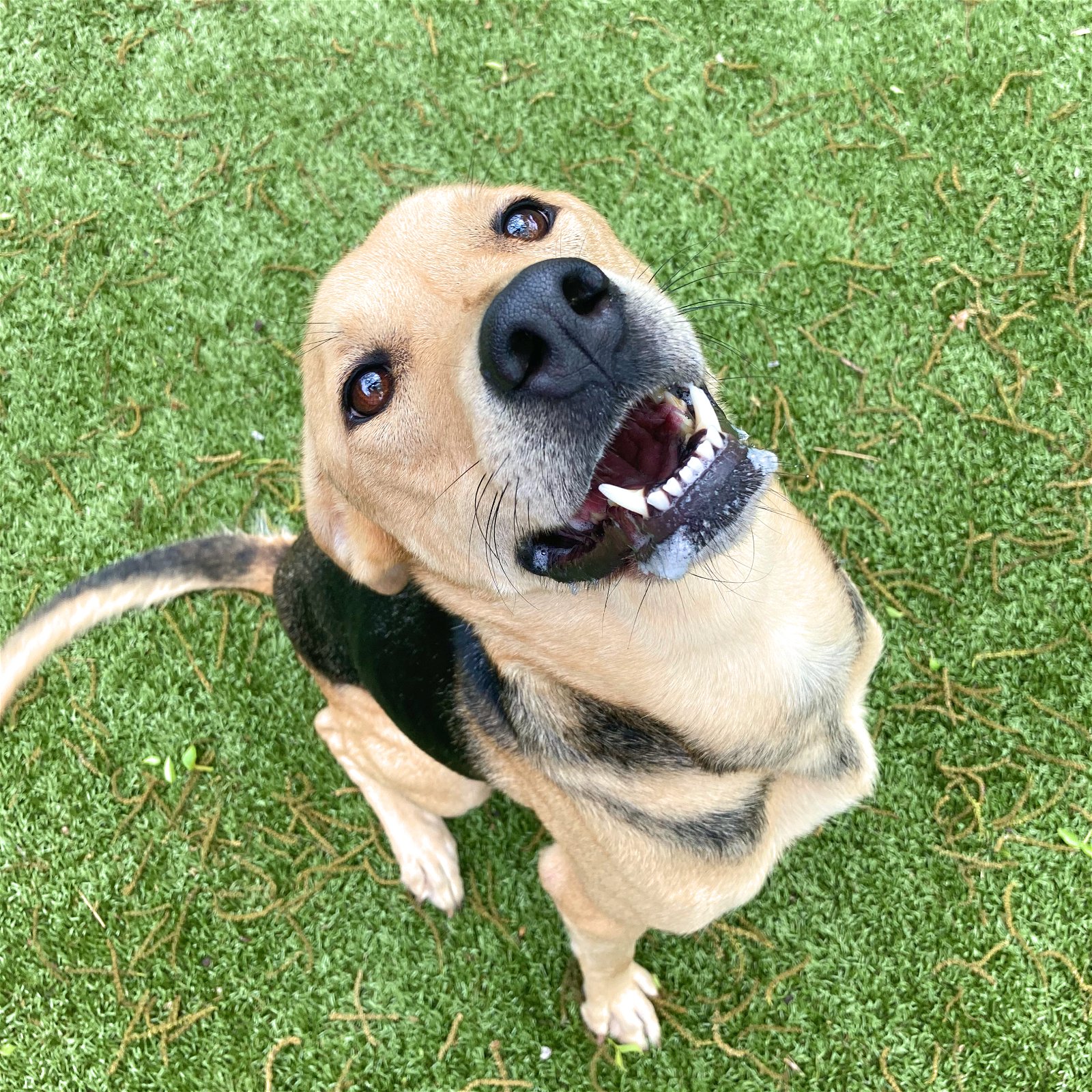 adoptable Dog in Hilton Head Island, SC named Riley