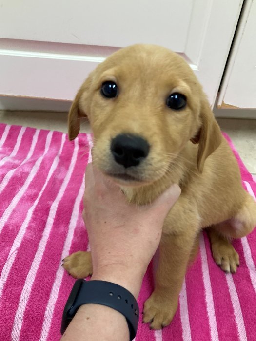 adoptable Dog in Hilton Head Island, SC named Royal