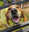 adoptable Dog in hilton head island, SC named Cornbread