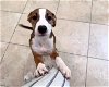 adoptable Dog in  named Eminem