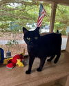 adoptable Cat in Hilton Head Island, SC named Jaden