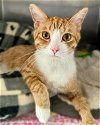 adoptable Cat in  named Garfield