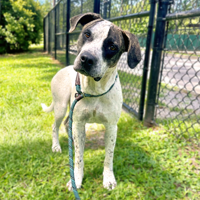 adoptable Dog in Hilton Head Island, SC named Azalea