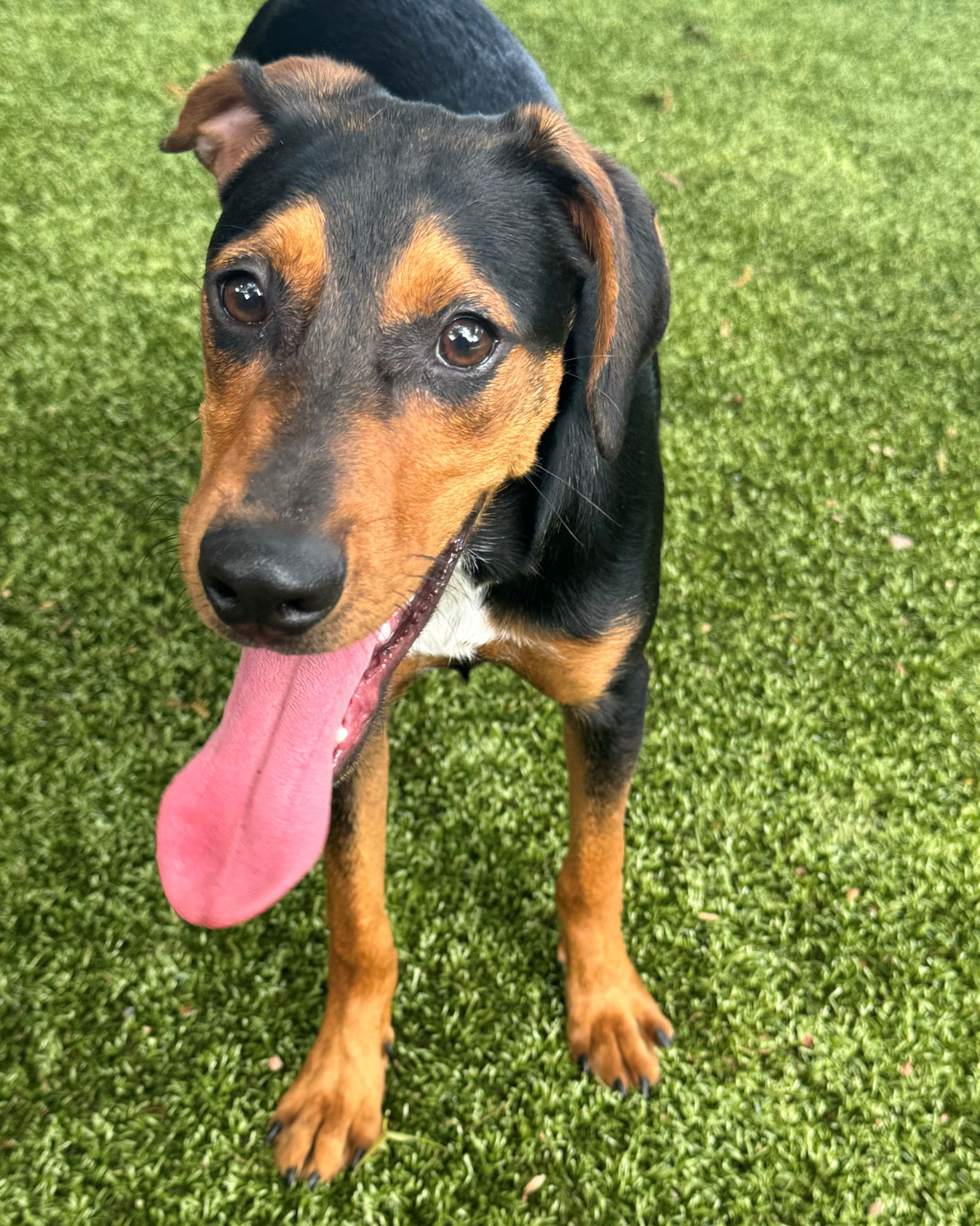 Dog for Adoption - Baxley, a Hound in Hilton Head, SC | Alpha Paw