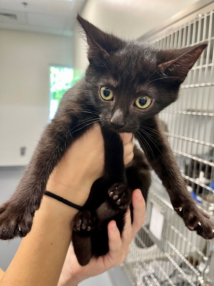 adoptable Cat in Hilton Head Island, SC named Kia