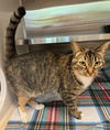 adoptable Cat in Hilton Head Island, SC named Rio