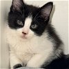 adoptable Cat in , SC named Salt