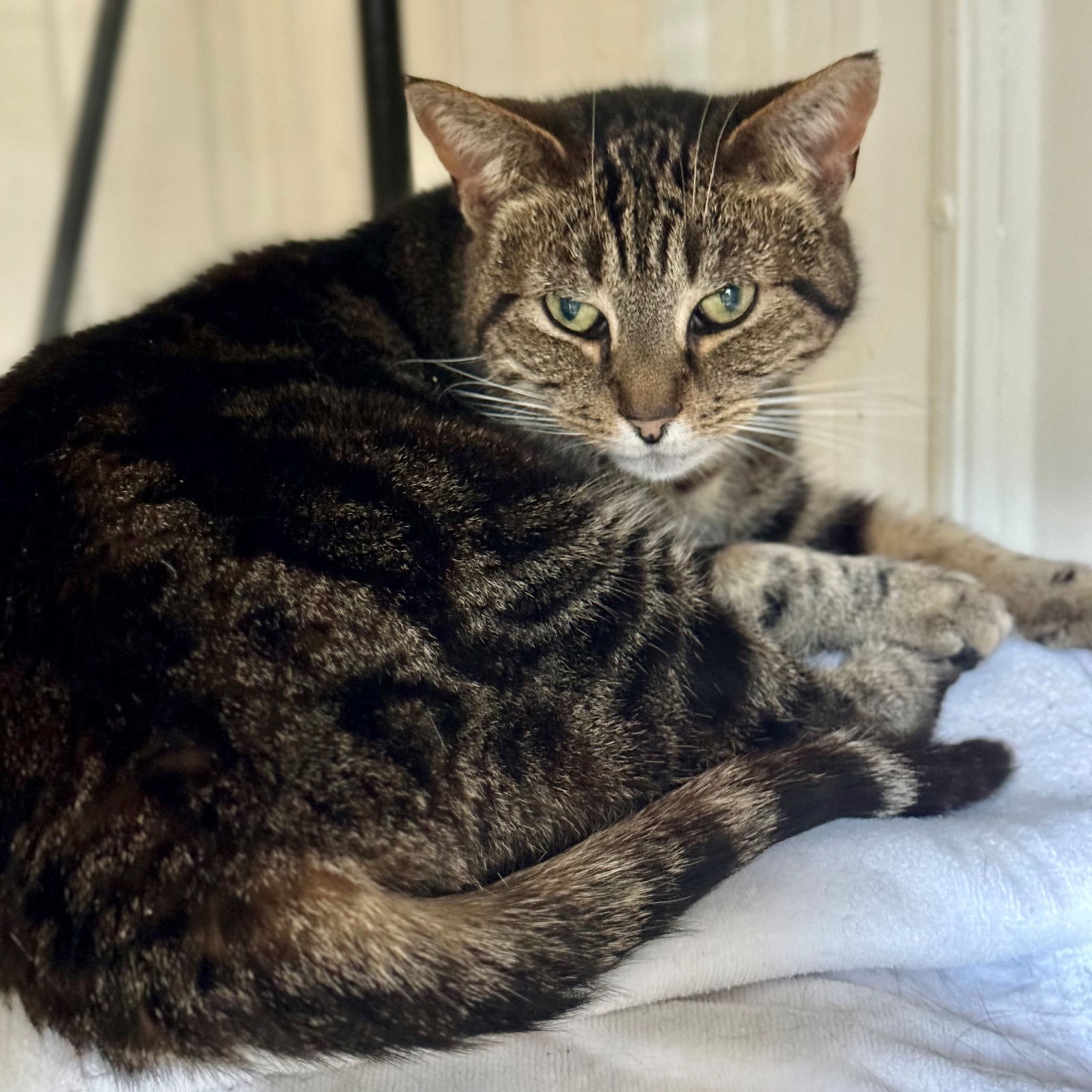 adoptable Cat in Hilton Head Island, SC named Hazel Grace