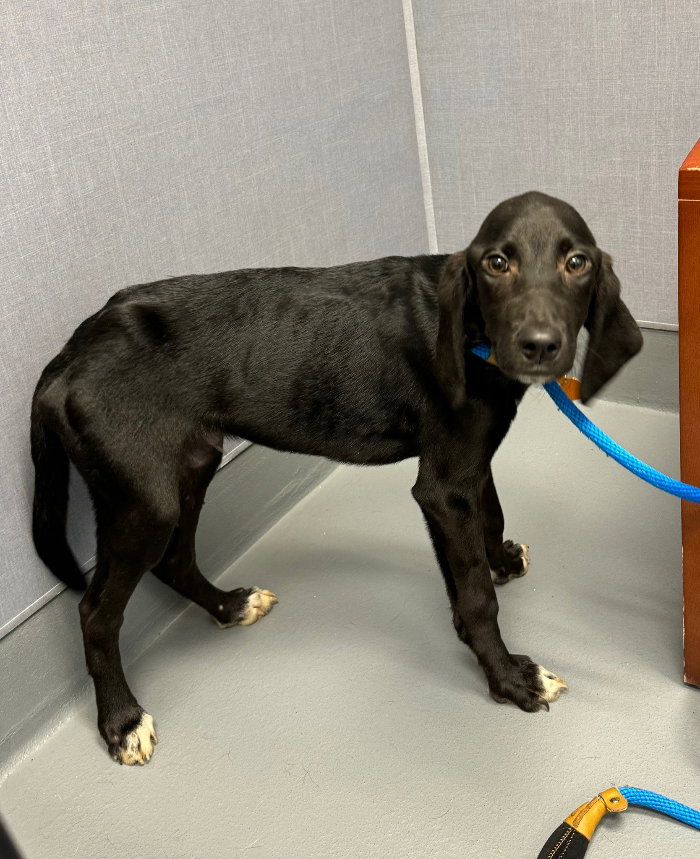Dog for Adoption Rhode Island, a Labrador Retriever in Tybee Island