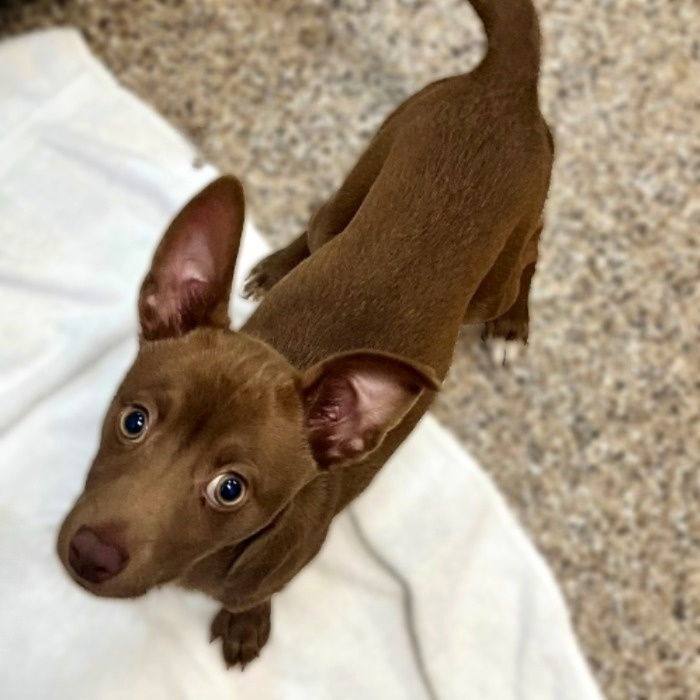 Dog for Adoption - Joseph, a Chihuahua in Tybee Island, GA | Alpha Paw