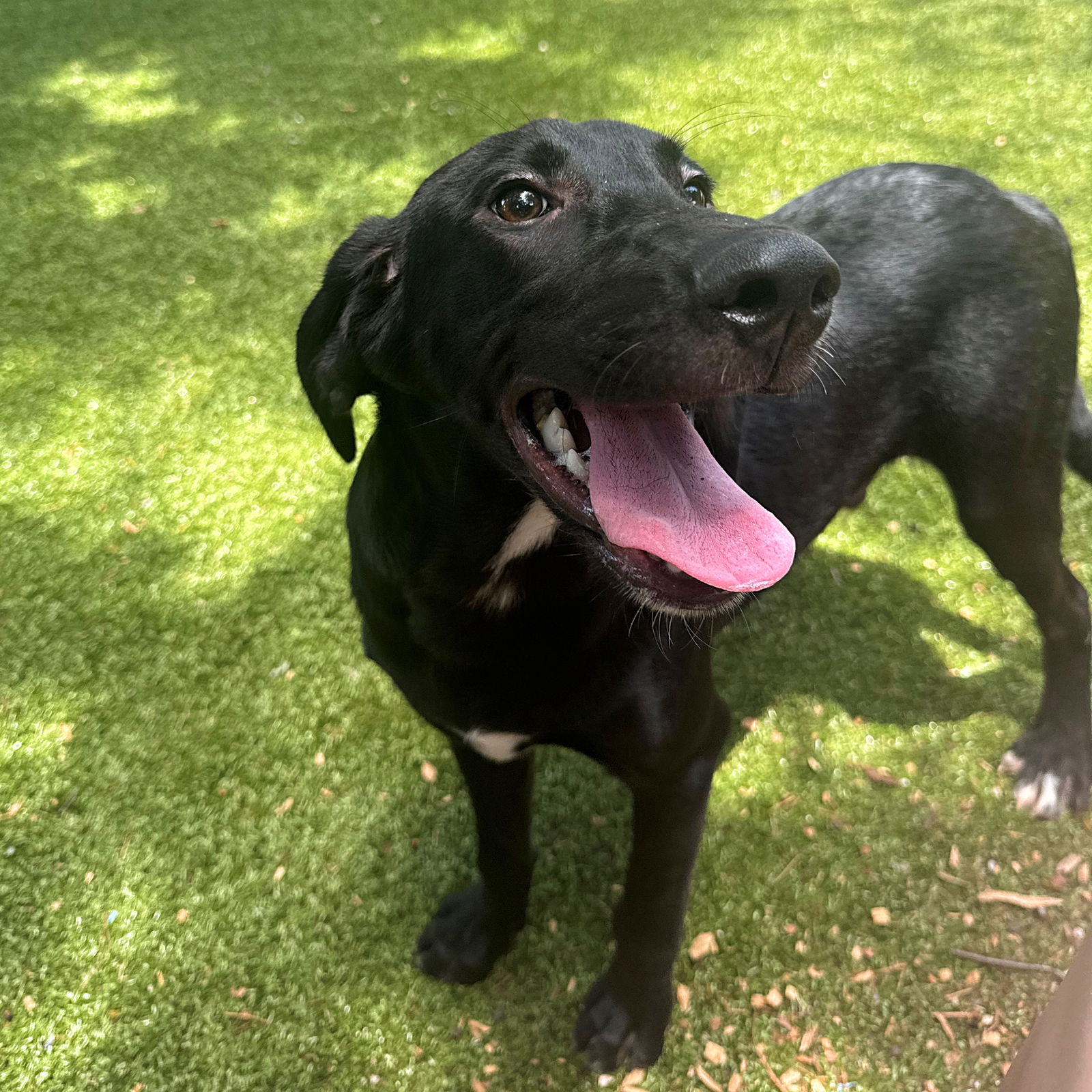 adoptable Dog in Hilton Head Island, SC named Idaho