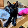 adoptable Cat in Hilton Head Island, SC named Frisee