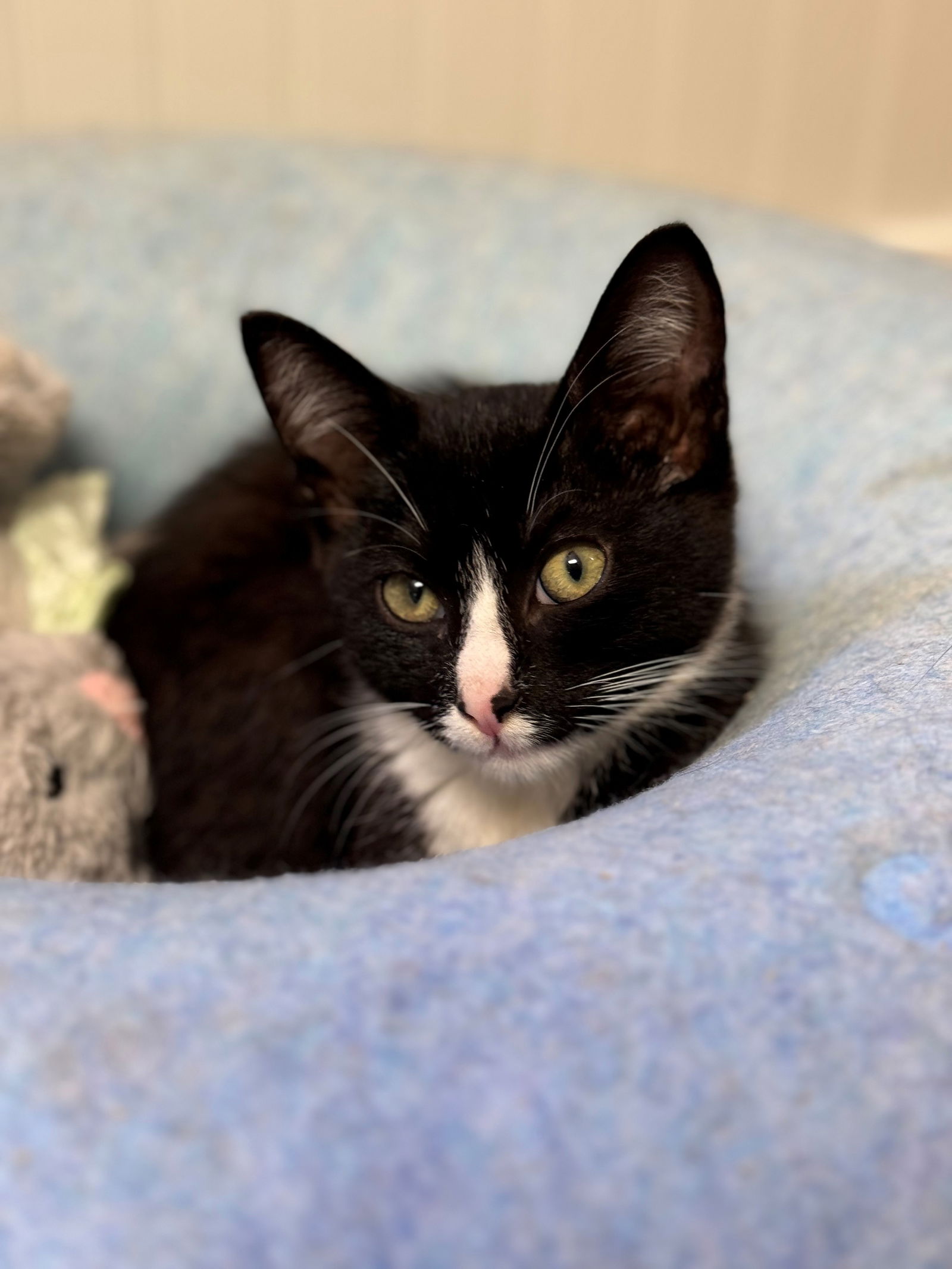 adoptable Cat in Hilton Head Island, SC named Clockwork