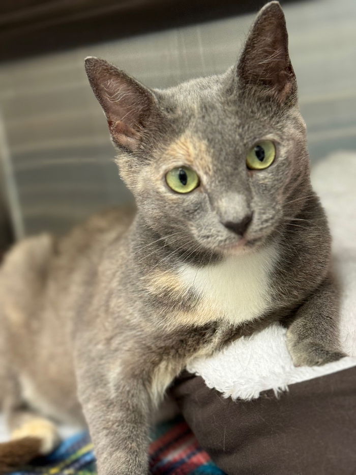 adoptable Cat in Hilton Head Island, SC named Jayla