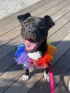 adoptable Dog in Hilton Head Island, SC named Nala