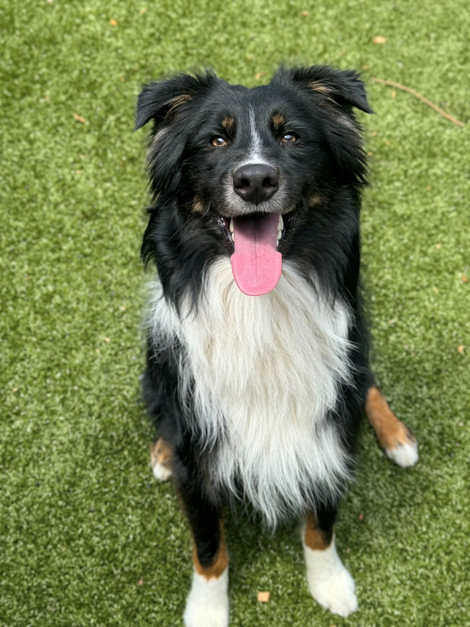 Dog for Adoption - Connar, a Australian Shepherd in Hilton Head, SC ...