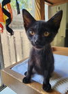 adoptable Cat in Hilton Head Island, SC named Chandler