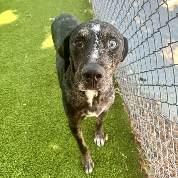 adoptable Dog in Hilton Head Island, SC named Rover