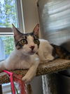 adoptable Cat in Hilton Head Island, SC named Scout