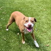 adoptable Dog in Hilton Head Island, SC named Halo