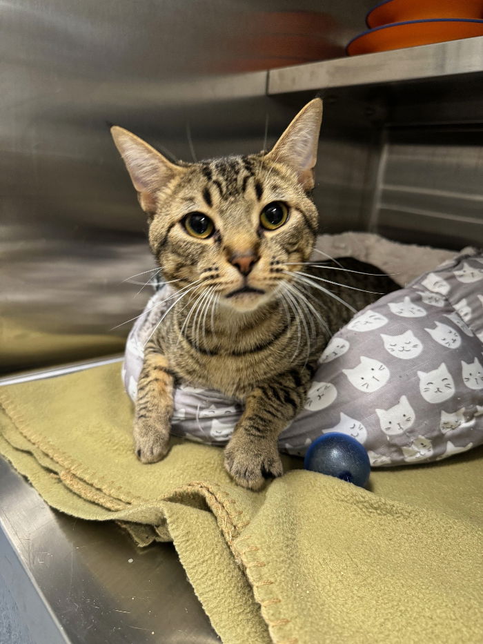 adoptable Cat in Hilton Head Island, SC named Hodgens