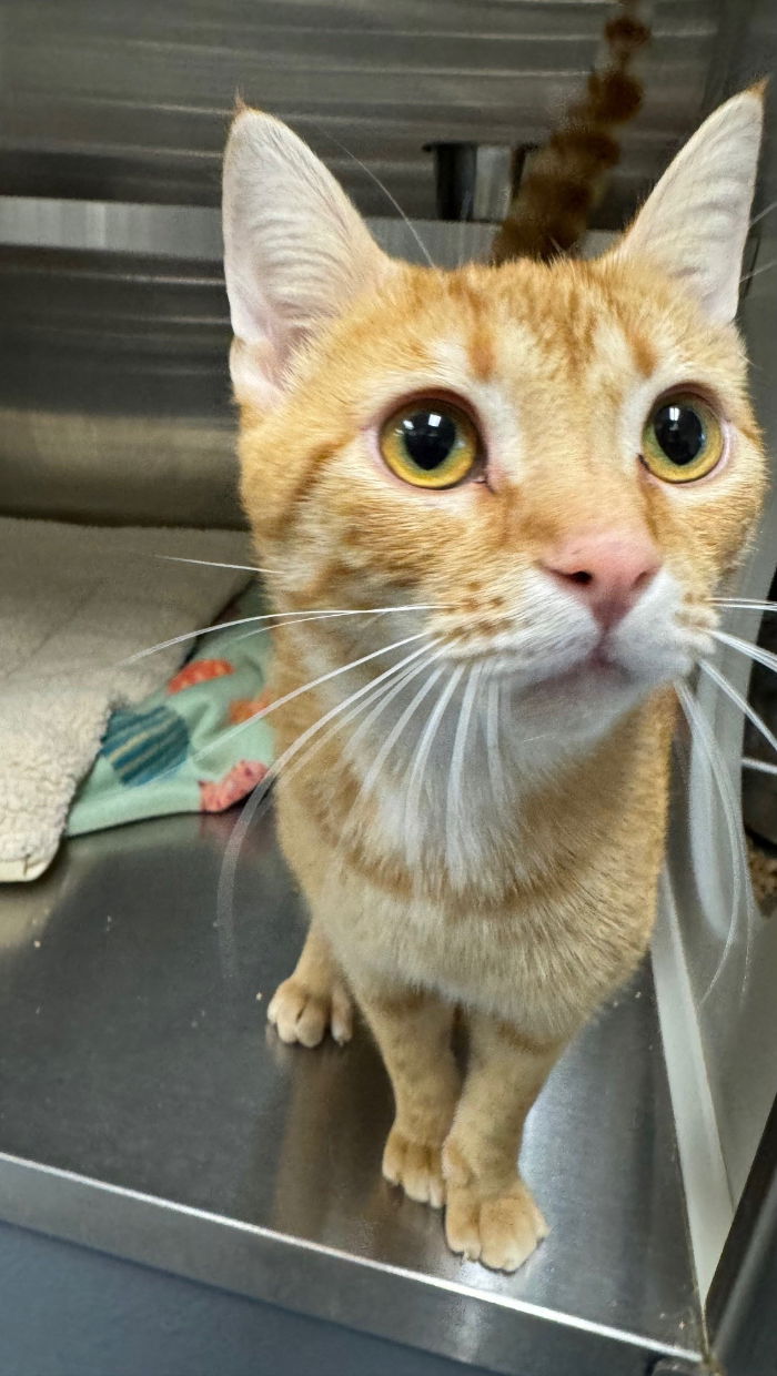 adoptable Cat in Hilton Head Island, SC named Booth