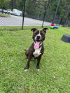 adoptable Dog in Hilton Head Island, SC named Shelby