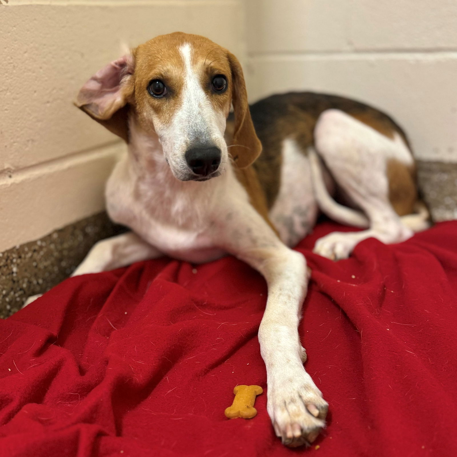 adoptable Dog in Hilton Head Island, SC named Miranda