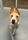 adoptable Dog in , SC named Motley