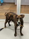 adoptable Dog in , SC named City Girl