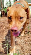 adoptable Dog in Hilton Head Island, SC named Rexx