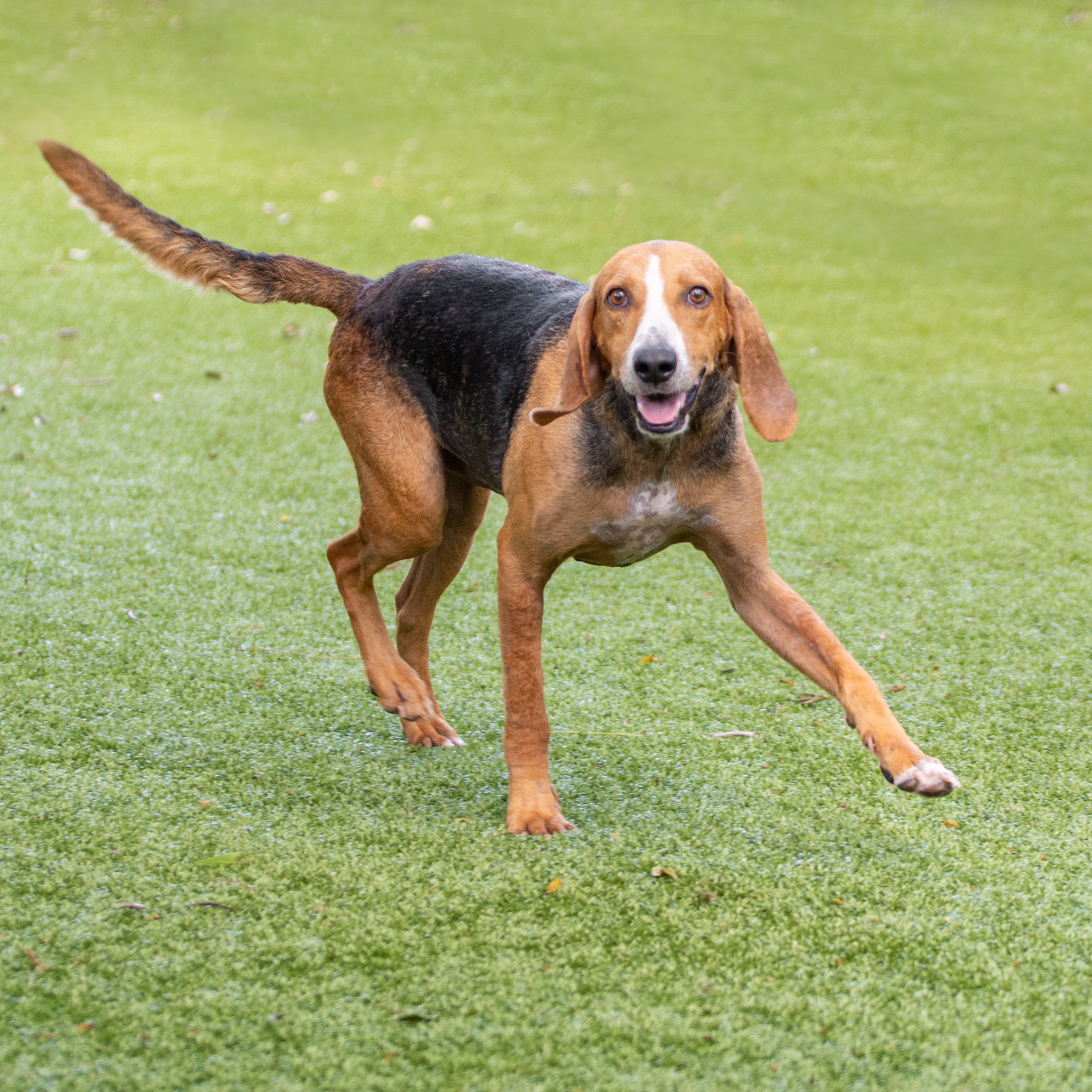 adoptable Dog in Hilton Head Island, SC named Pike