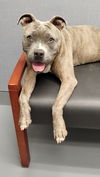 adoptable Dog in , SC named Nila