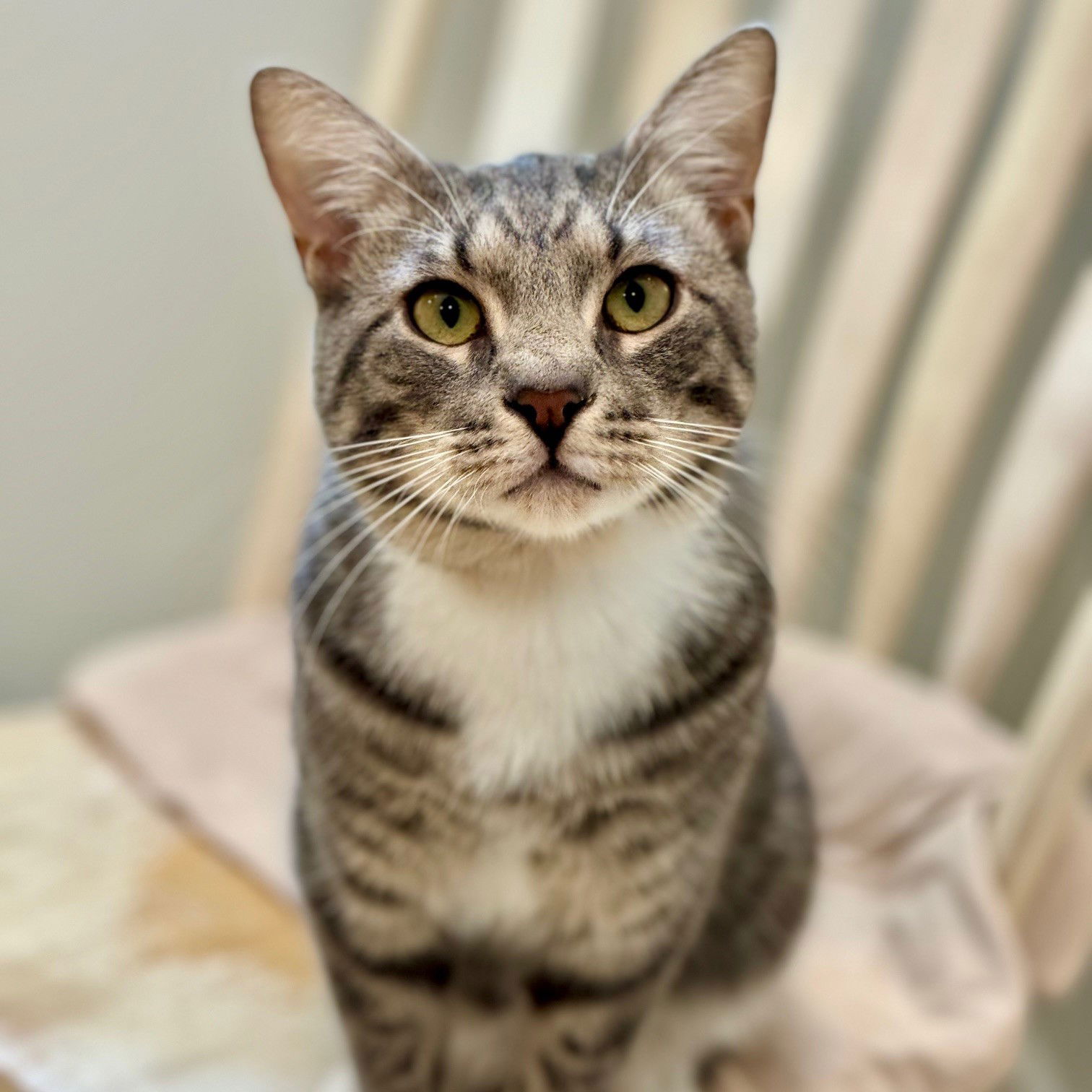 adoptable Cat in Hilton Head Island, SC named Friend