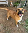 adoptable Dog in Hilton Head Island, SC named Campbell