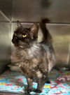 adoptable Cat in Hilton Head Island, SC named Prissy