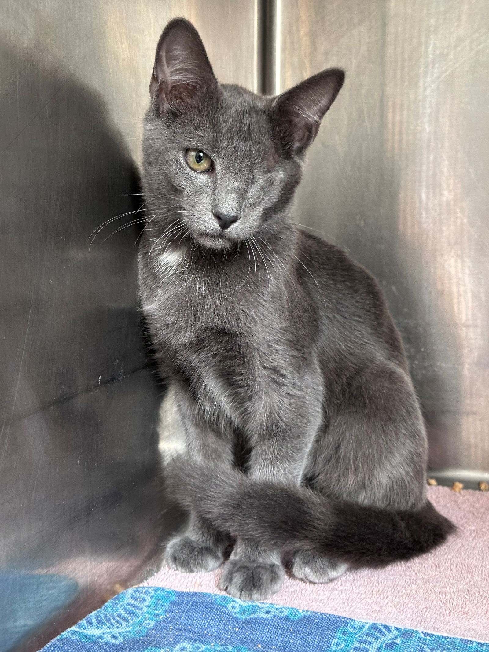 adoptable Cat in Hilton Head Island, SC named Fallow