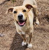 adoptable Dog in , SC named Electra