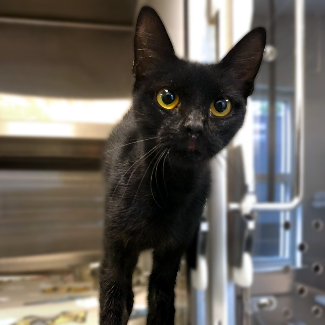 adoptable Cat in Hilton Head Island, SC named Robin