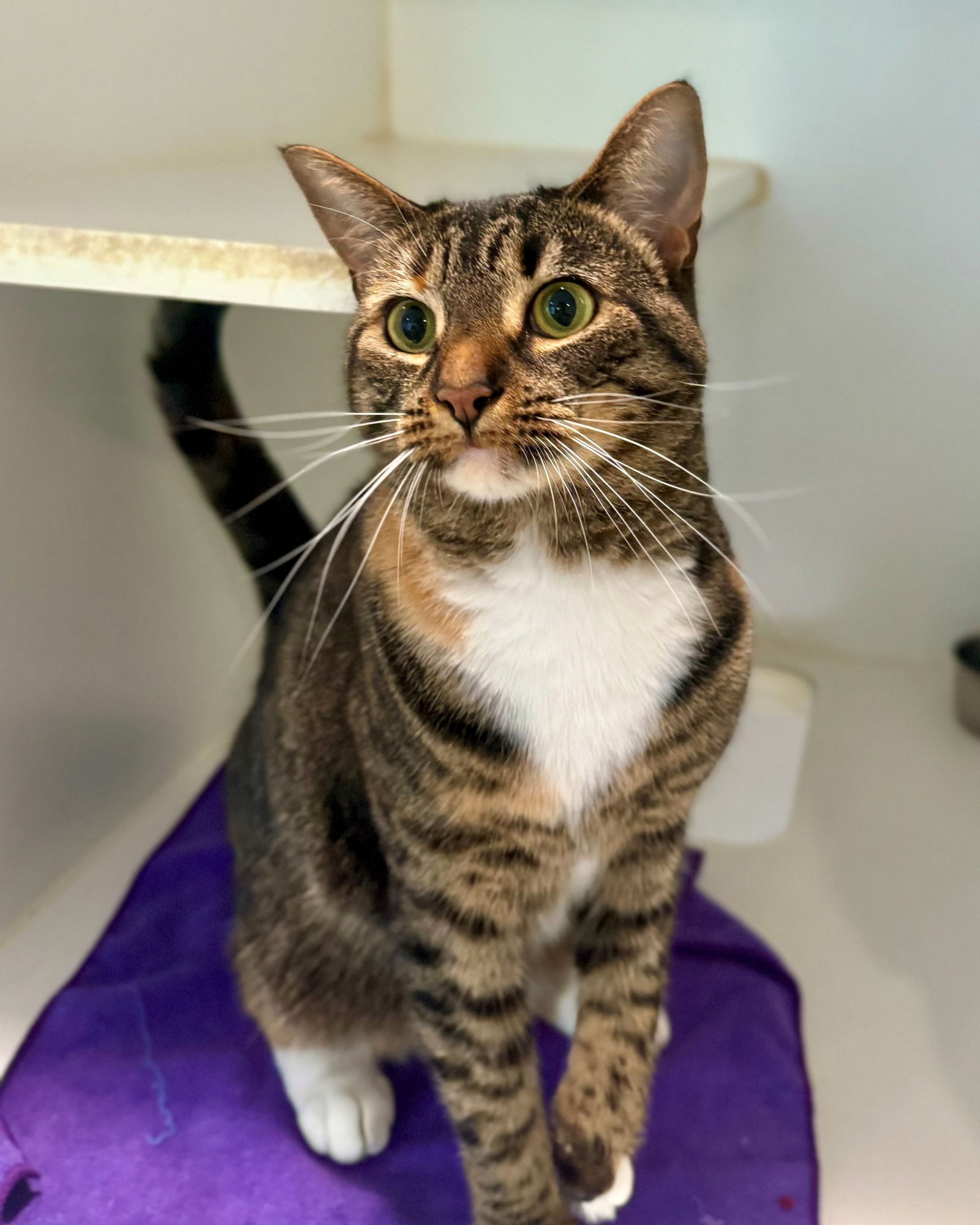 adoptable Cat in Hilton Head Island, SC named Rio