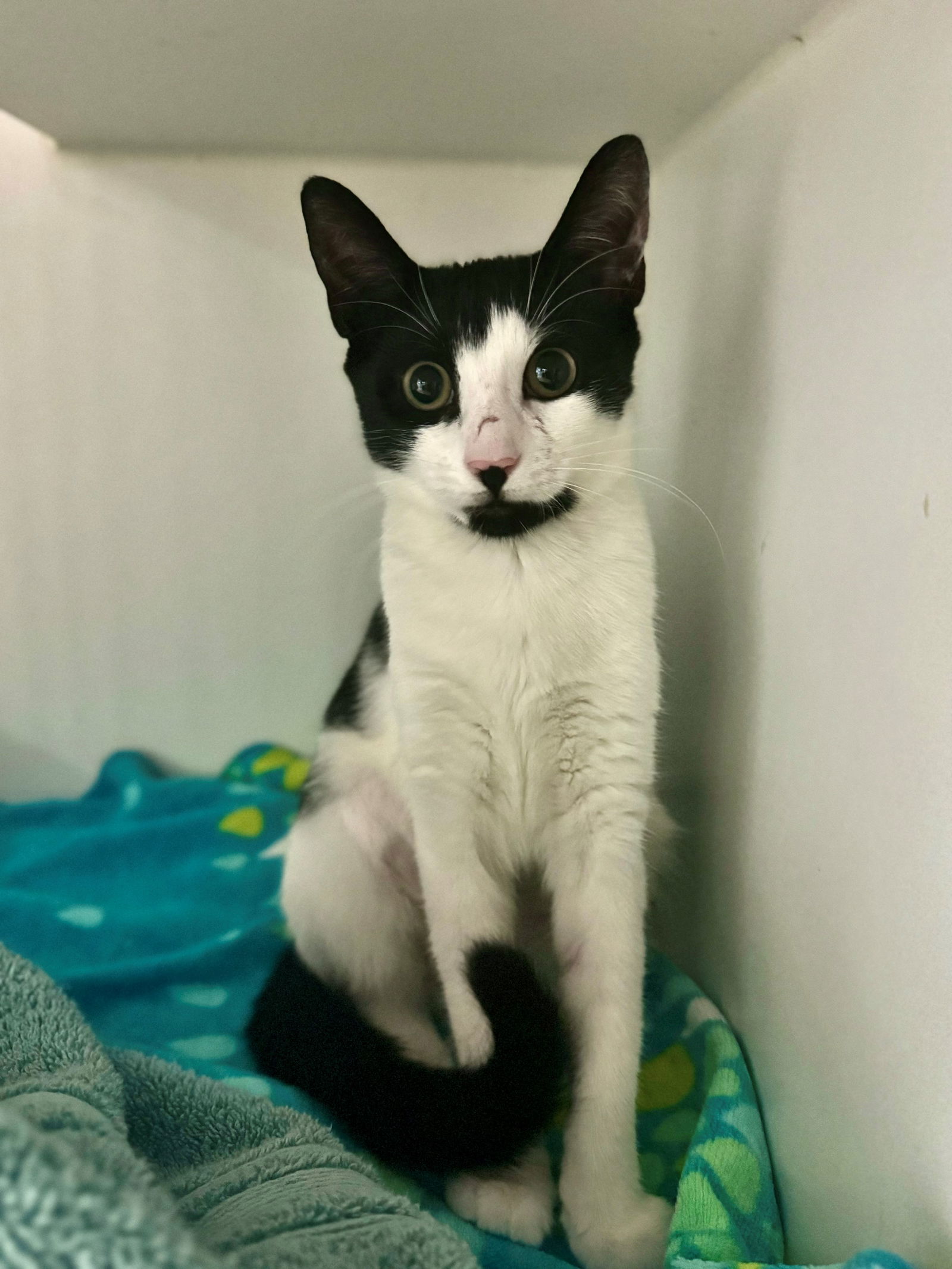 adoptable Cat in Hilton Head Island, SC named Lug Nut