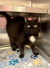 adoptable Cat in , SC named Cher